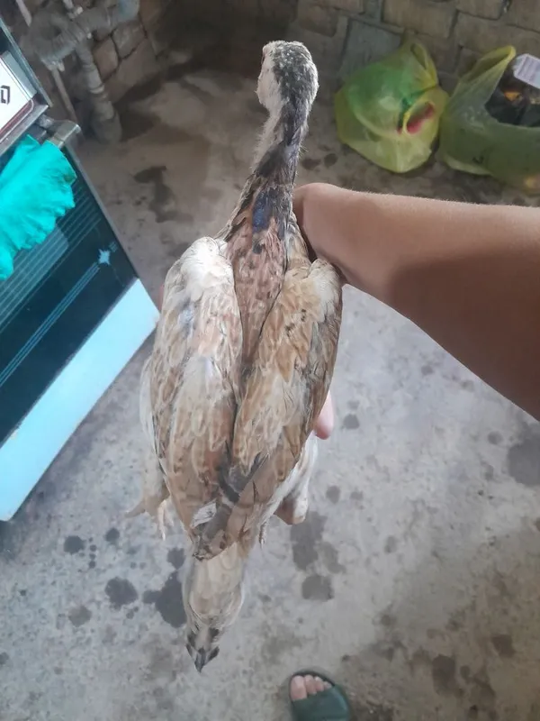 Sotiladi makiyon toza turk