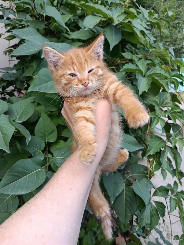 Отдам даром двух котят. — фото 1