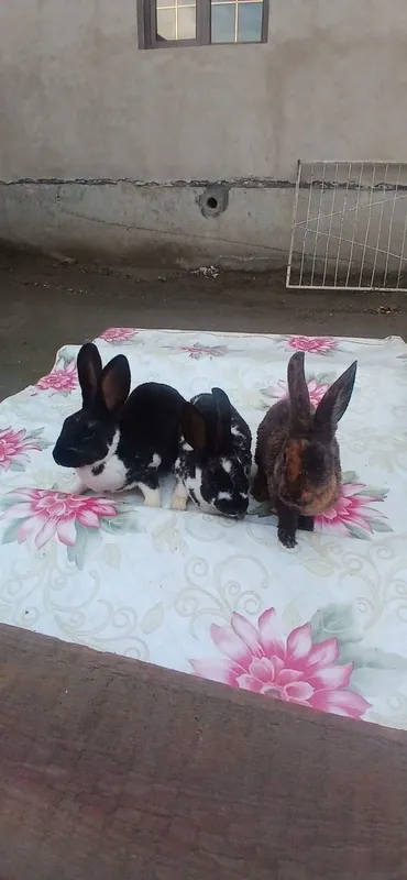 Zotli reks quyonlari sotiladi