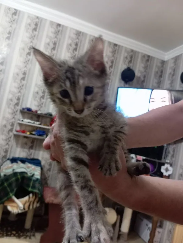 Отдам в добрые руки котенка 1 Отдам в добрые руки котенка 1