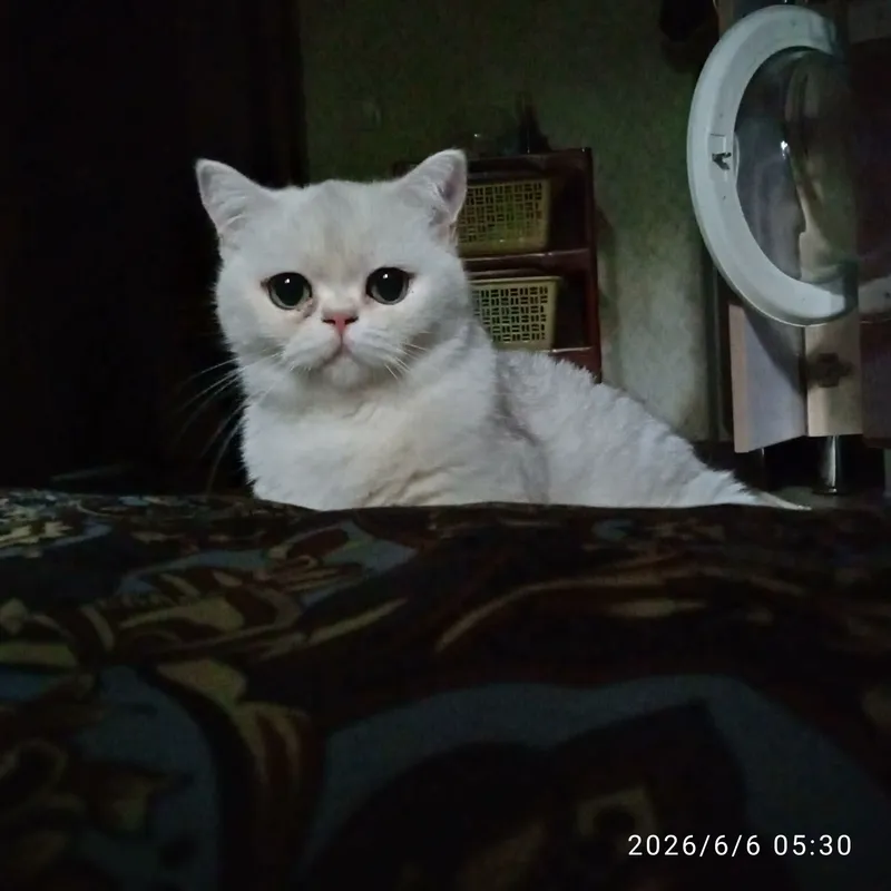 продаётся кошечка — фото 1