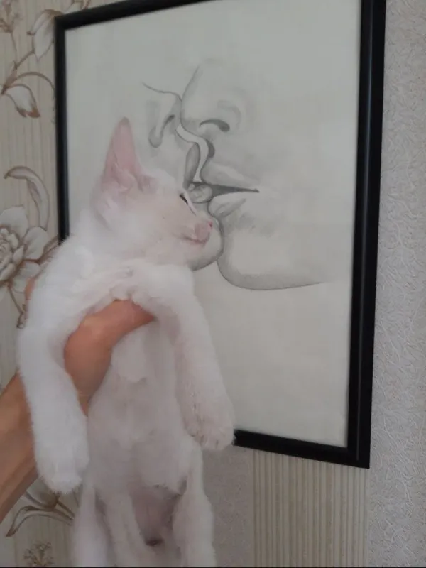 Котята в добрые руки. 2 Котята в добрые руки. 2