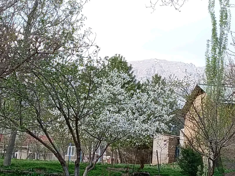 Oqtoshda dacha uchun yer sotiladi