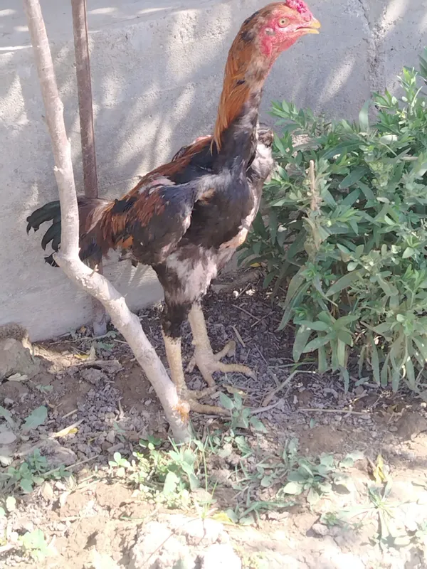 Kulangi xoroz