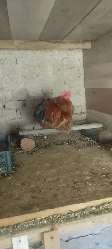 Yaponka Choyne Zotga zor 4 Yaponka Choyne Zotga zor 4