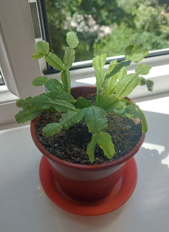 Uy gullari. Aloe vera 3 dona va Dekabrist 1 dona 2
