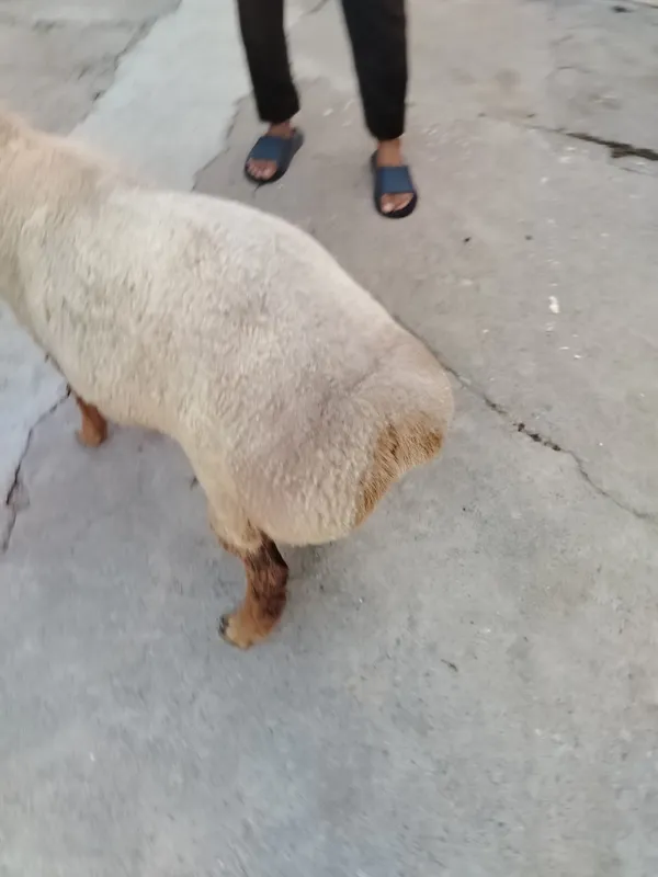 Qo'chqor qo'y sotiladi 4