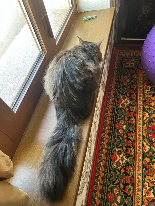 Main coon 2 Main coon 2