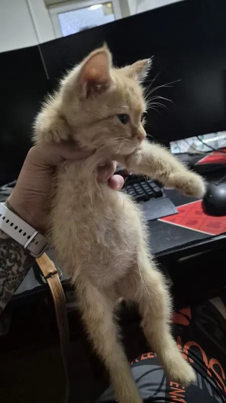 Отдам котёнка в добрые руки
