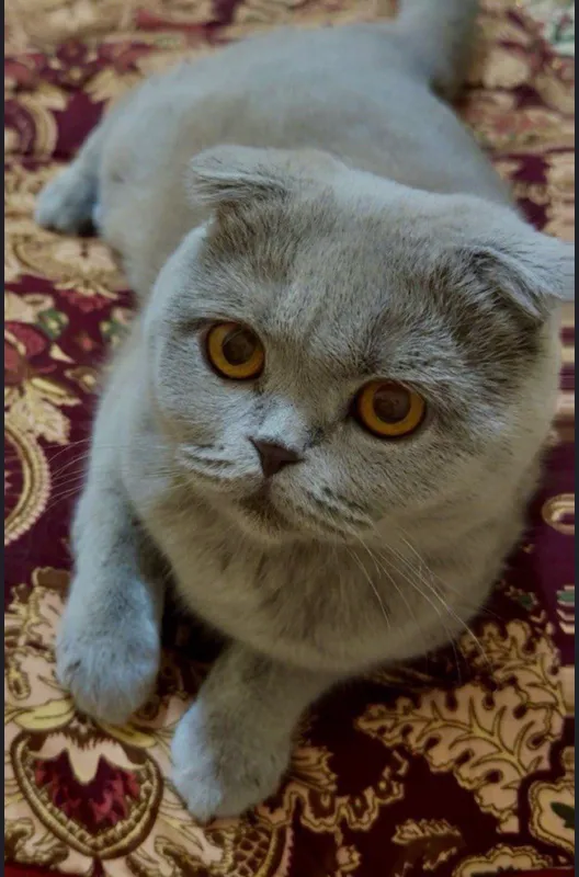 Срочно продаётся кошка породы скоттиш-фолд 3 Срочно продаётся кошка породы скоттиш-фолд 3