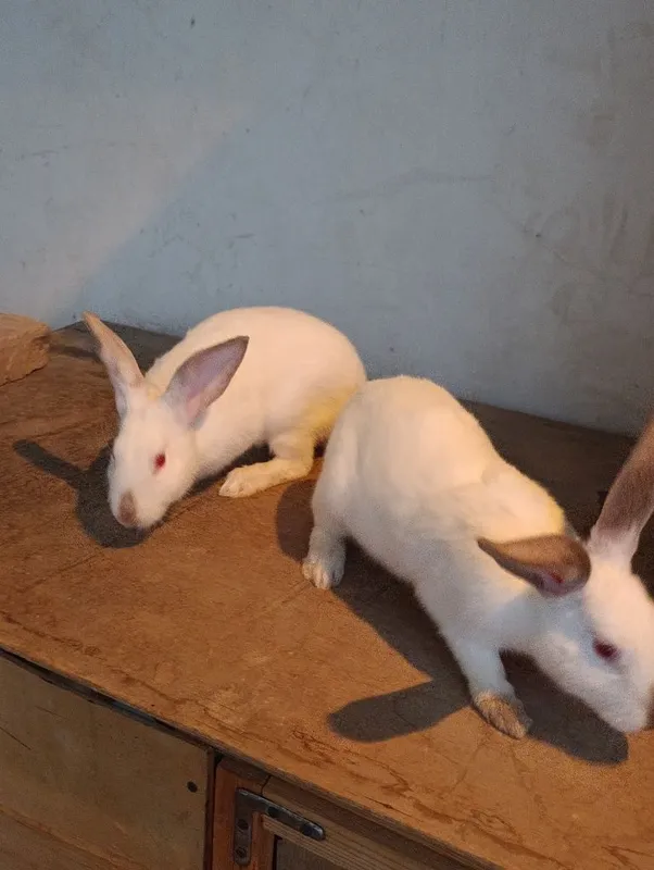 Kaliforniya quyonlar sotiladi 3 Kaliforniya quyonlar sotiladi 3