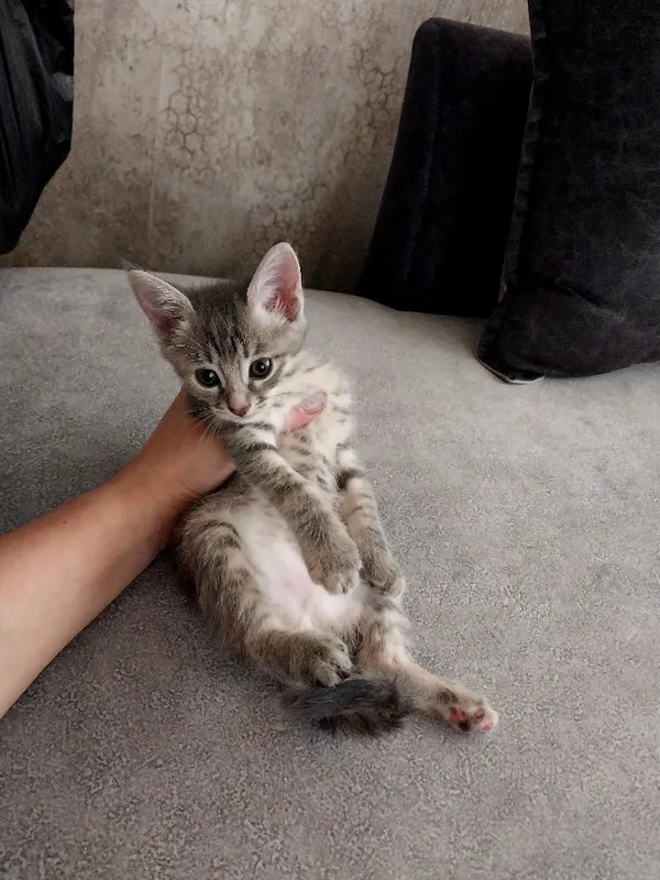 Котенок. Девочка. Даром. 3