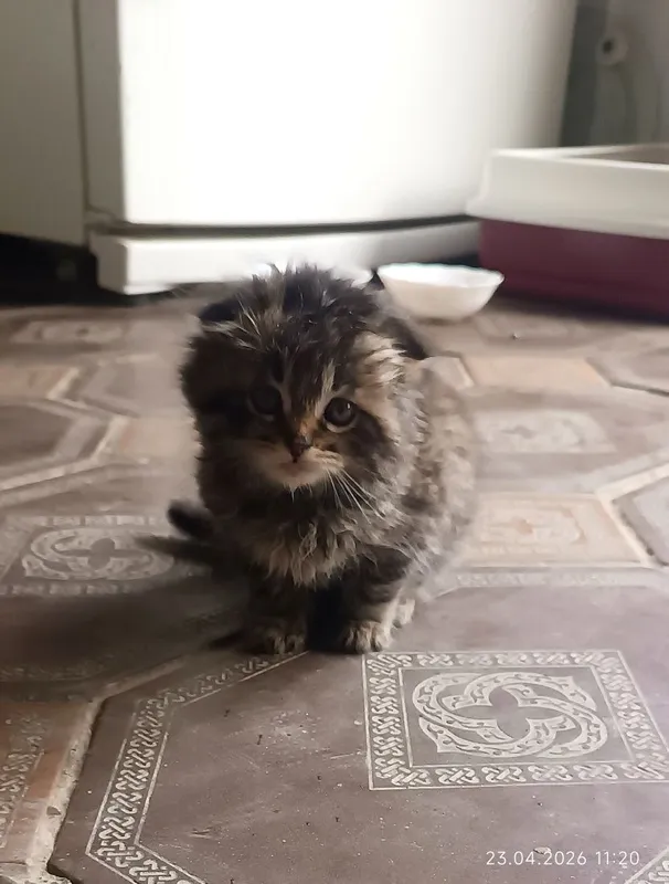 Продаётся котенок. Мушукча сотилади
