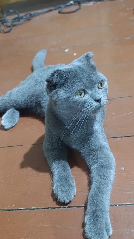 Mushuk sotiladi 5 oylik urgʻochi.Zoti: Shatlandiya Scottish Fold 2 Mushuk sotiladi 5 oylik urgʻochi.Zoti: Shatlandiya Scottish Fold 2