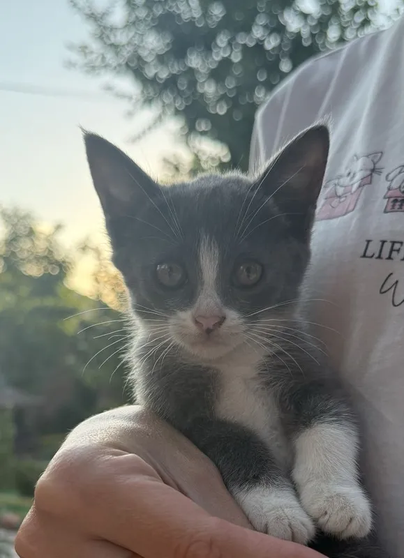 Пристариваются котята 1,5 месяца 3 Пристариваются котята 1,5 месяца 3