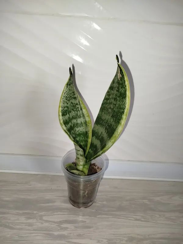 Sansiveriya gold — фото 2