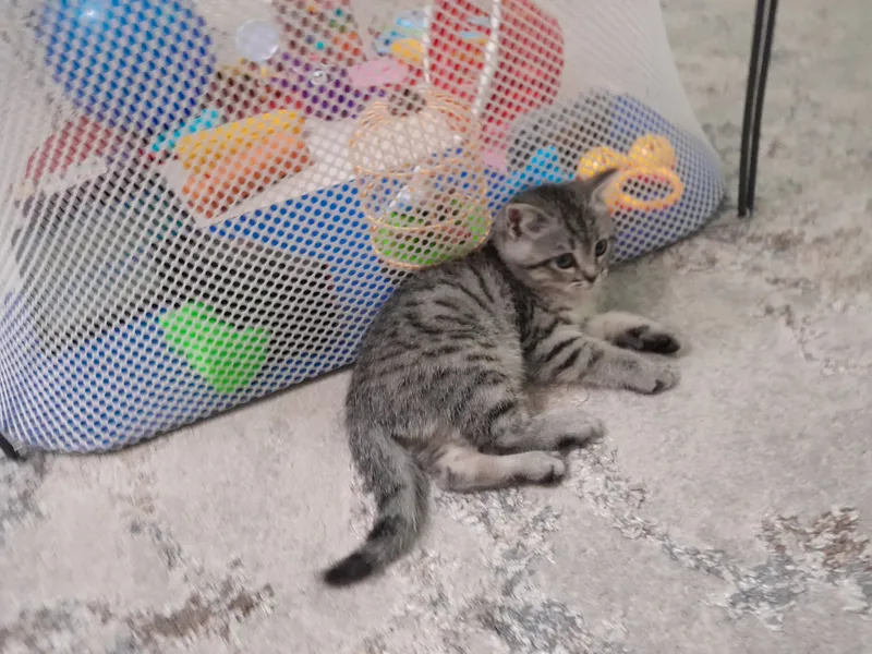 кошка