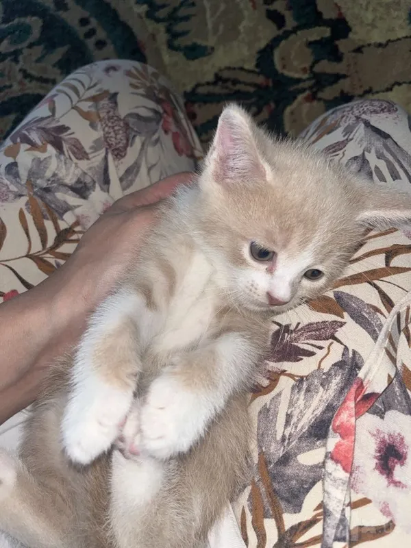 продам котят 111 3 продам котят 111 3
