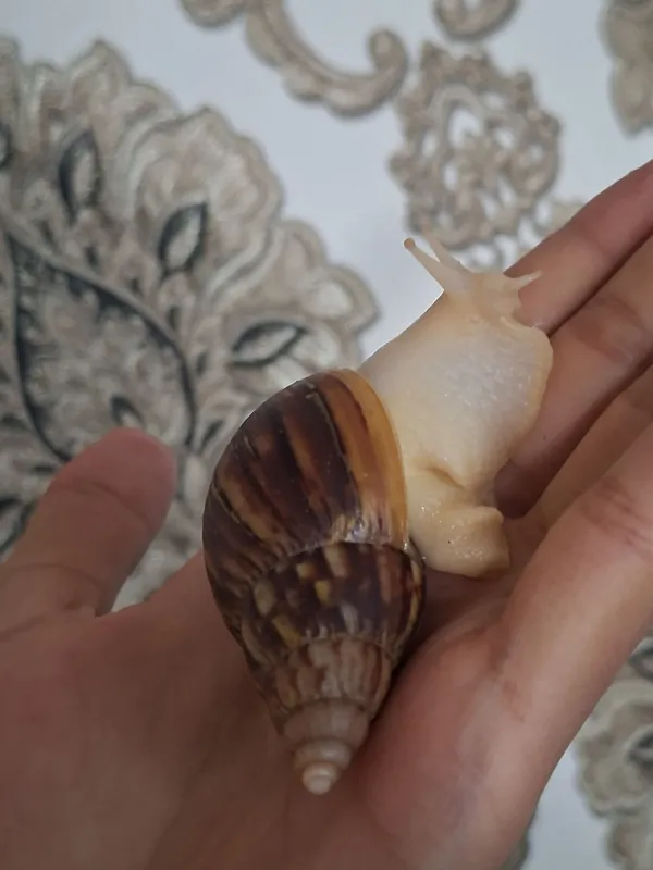 Ulitka fulika reticulatalar gigant zotlari — фото 3