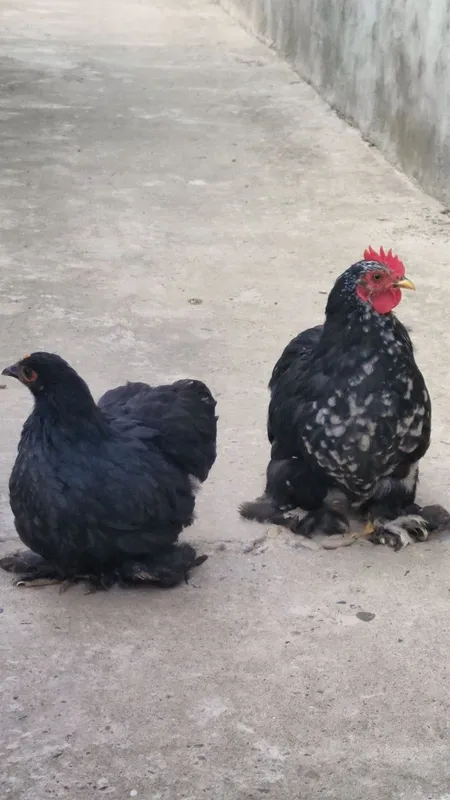 Yapon Choynak toza zot para sotiladi 6 Yapon Choynak toza zot para sotiladi 6