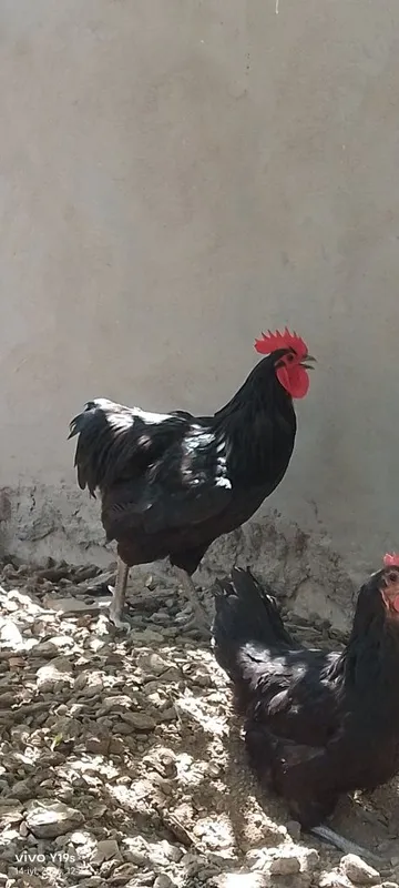 Rumin avstralop xoʻroz tovuq 2