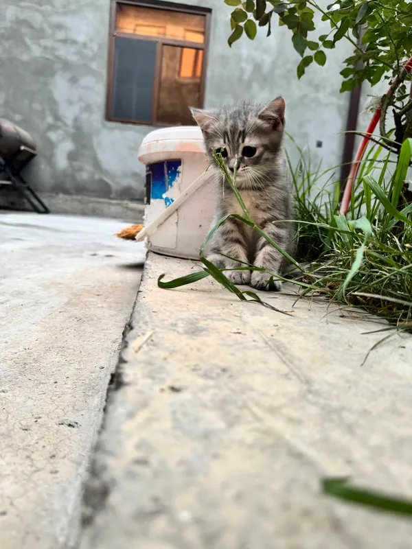 mushukchalar 7