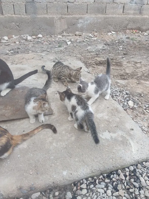 Котята в добрые руки. — фото 3