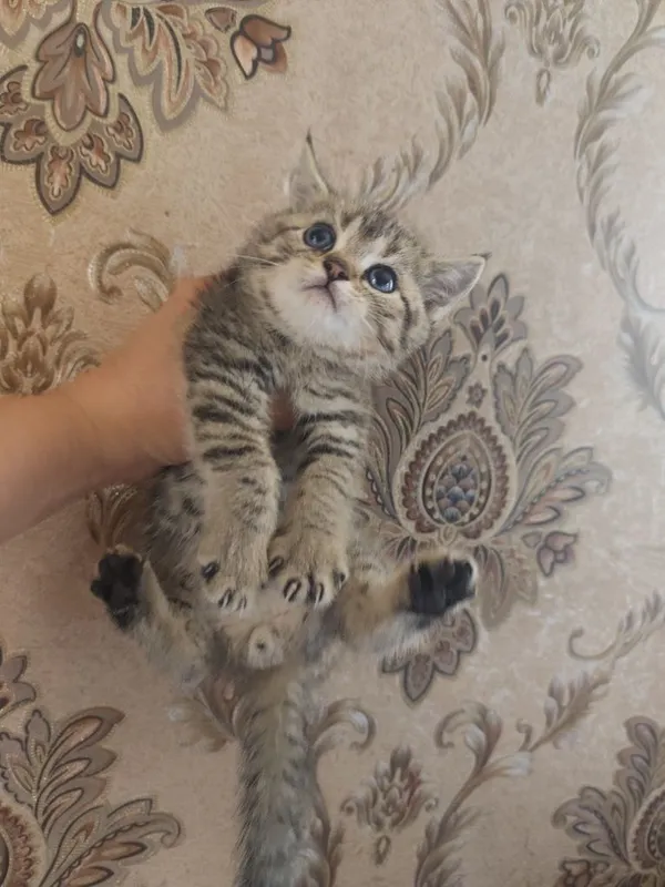 Продам котят страйты