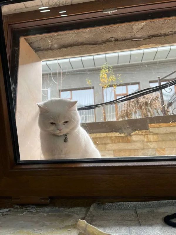 Скотиш страйк годик — фото 1