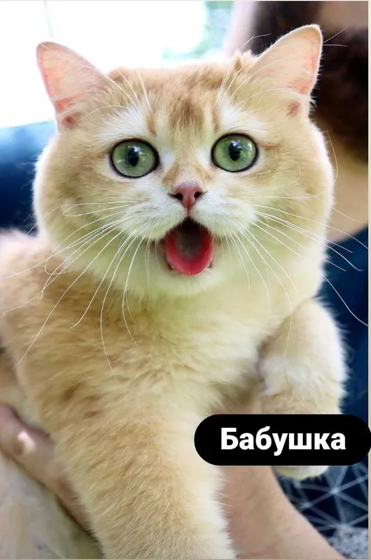 Продаются котята шотландской вислоухой породы (окрас «шиншилла»)! 5