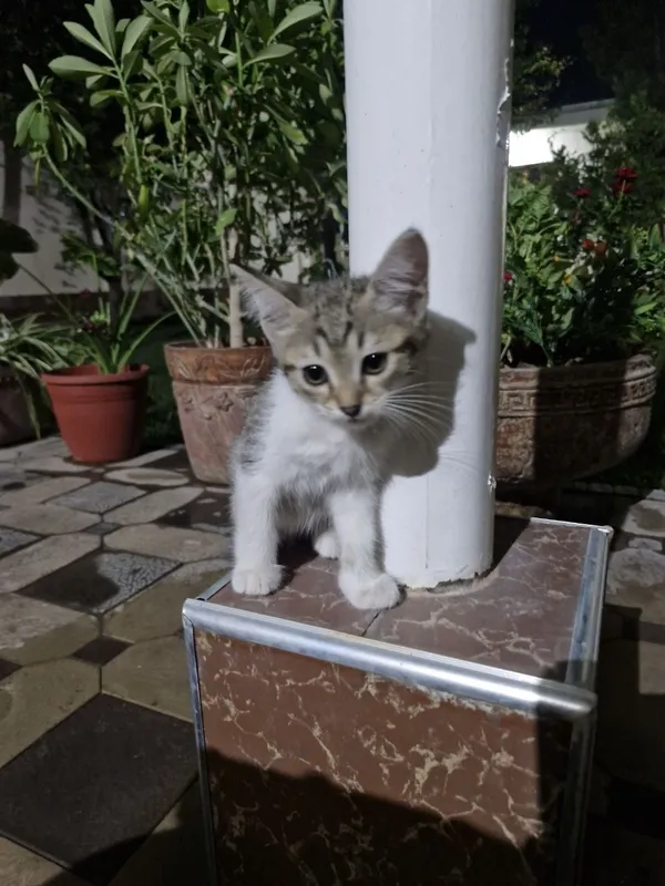 Котята домашней кошки 2