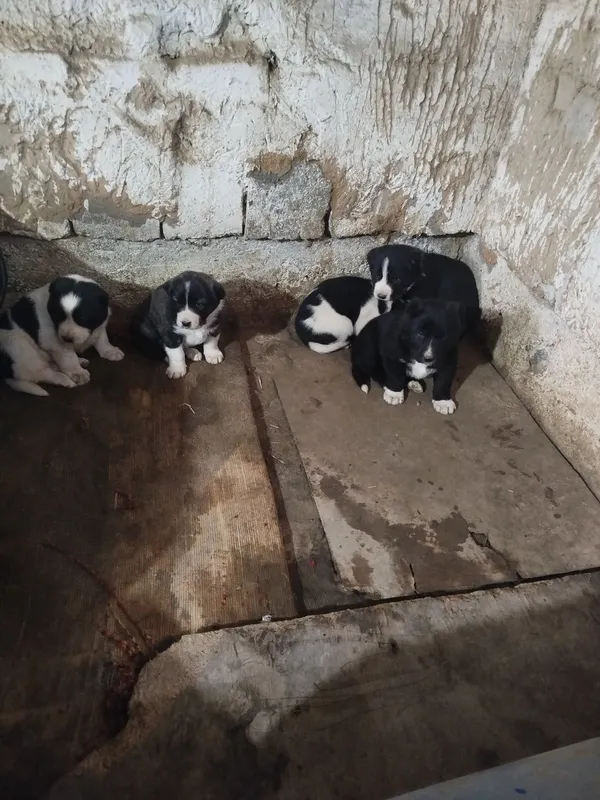 Toza Alabay bolalari sotiladi 1 Toza Alabay bolalari sotiladi 1