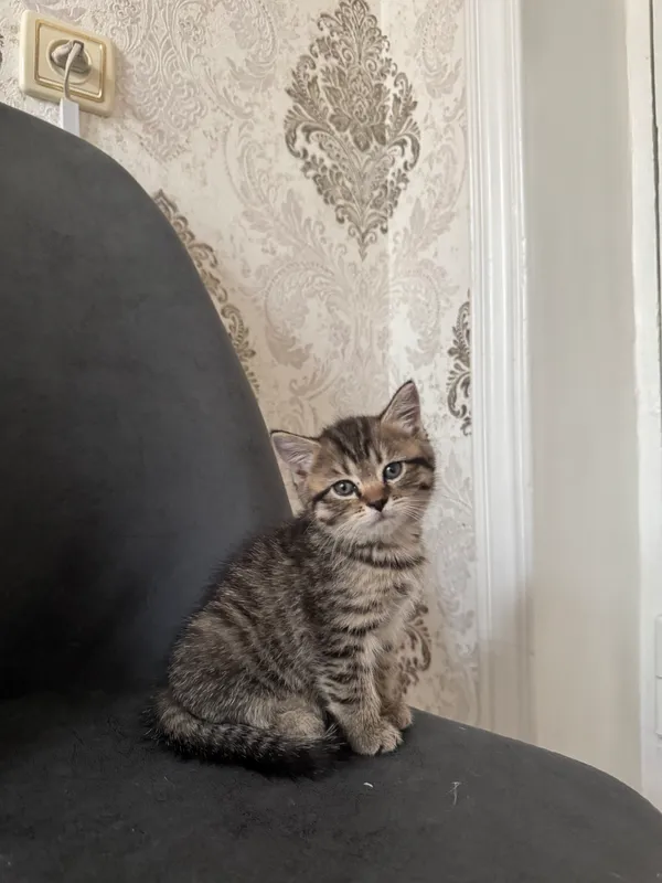 Скоттиш страйт сотилади