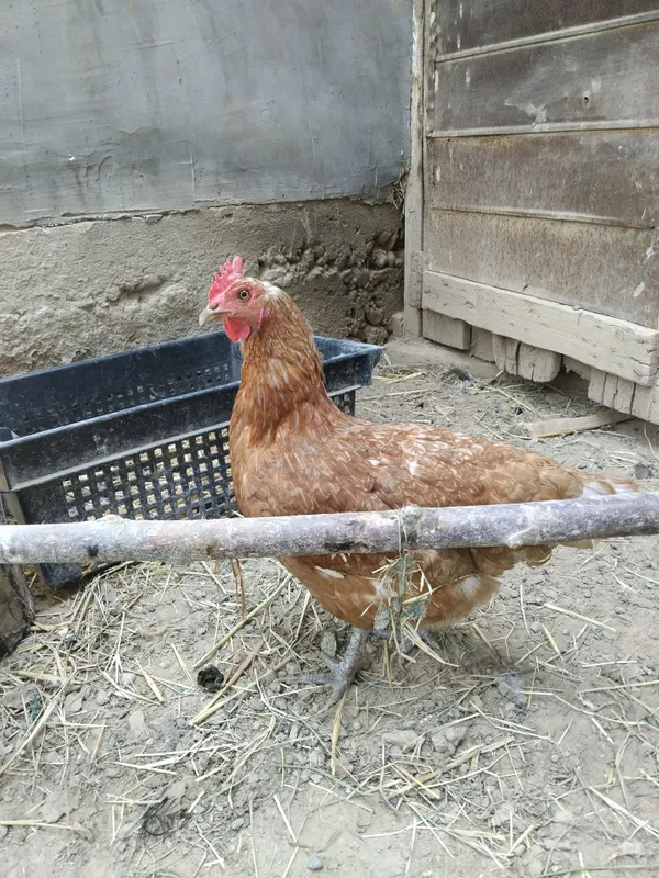 Jaydari tovuq 1 Jaydari tovuq 1