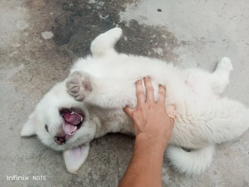 Kangal kuchuk 2 oylik 2