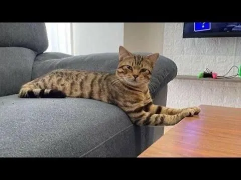 Mushuk British fold toyger bn aralash 6 Mushuk British fold toyger bn aralash 6