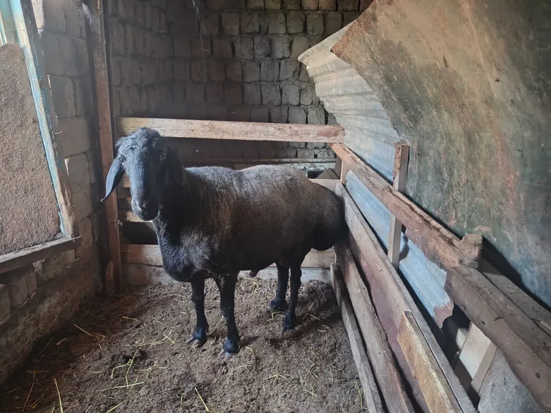 Продается Баран Куй Сотилади
