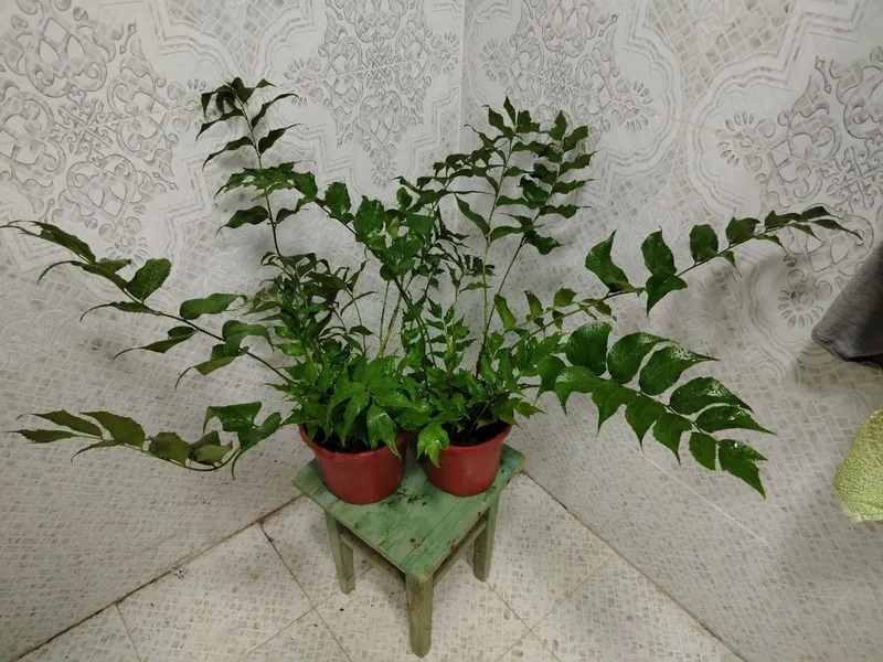 Комнатные растения, цветы, Honaki gullar, Гуллар сотилади — фото 5