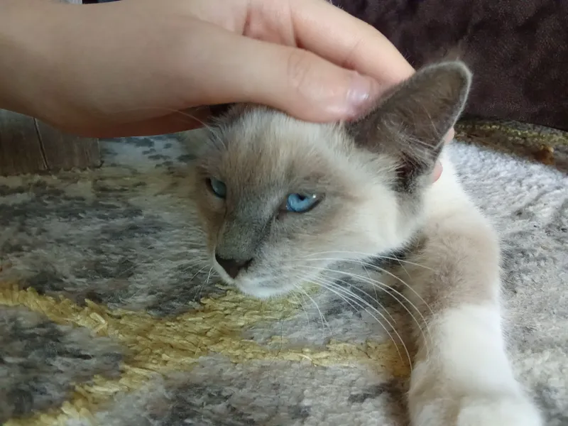 Koʻzlari kuk mushukcha 1 Koʻzlari kuk mushukcha 1