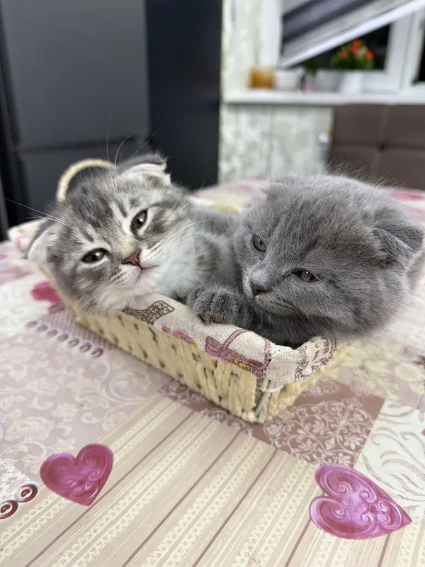 Продаются котики породы шотландская веслоухая — фото 2