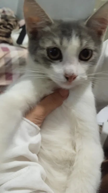 Котёнок 1 Котёнок 1