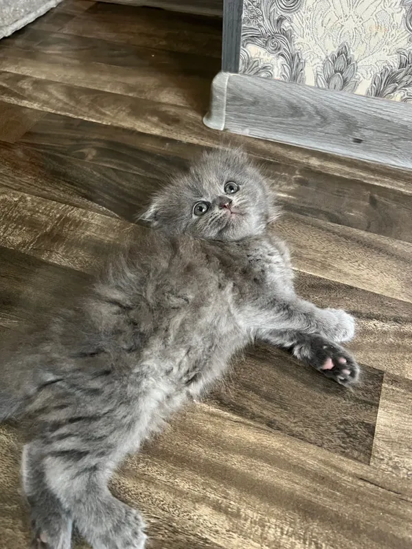 Очаровательные котята 4 Очаровательные котята 4