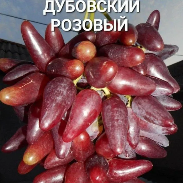 УЗУМ Аватар ламбаржини хелойин алвика велика сакура американски блек — фото 1 УЗУМ Аватар ламбаржини хелойин алвика велика сакура американски блек — фото 1