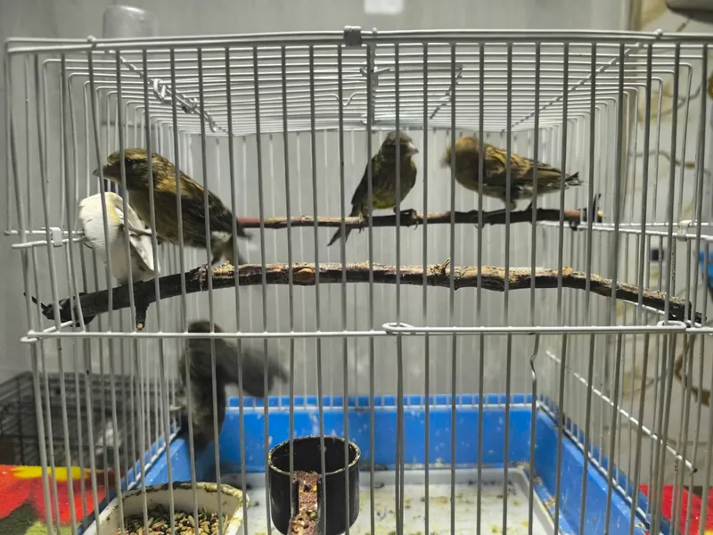 Kanareykalar sotiladi 5