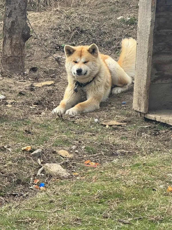 Akita-inu (Yapon akitasi) sotiladi — фото 2