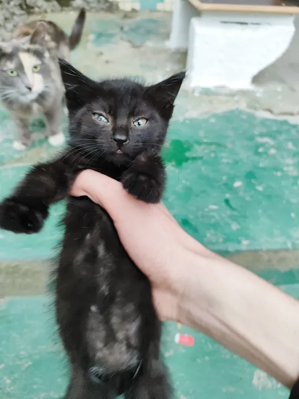 Черный котёнок, 1,5 месяца — фото 2