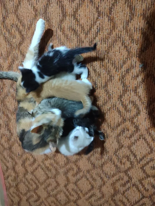 Котята в добрые руки — фото 1