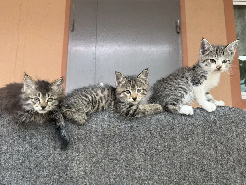 Котятки, по 2 месяца. 3 мальчика одна девочка. — фото 1