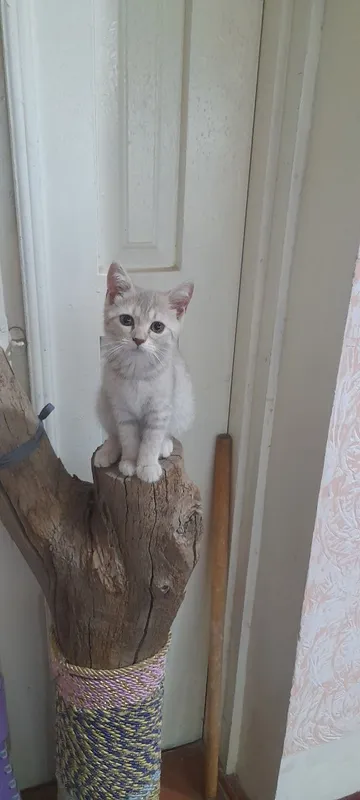 Шиншилла 1