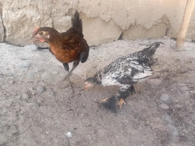 Joja xorozlar sotiladi 1 Joja xorozlar sotiladi 1